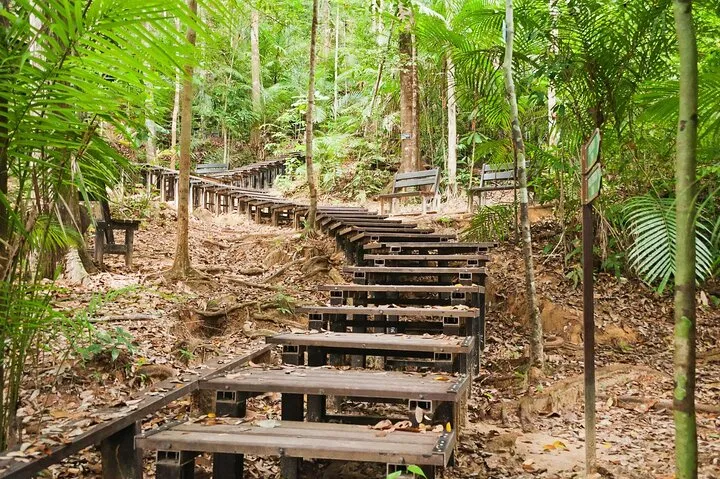 A raised wooden boardwalk climbing through the rainforest with benches beside the steps